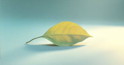 A single, delicate leaf in soft green and yellow hues, set against a gradient background transitioning from blue to light beige.