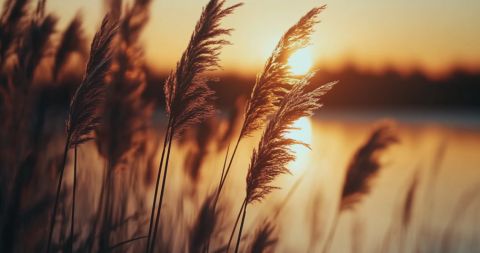 An abstract, artistic blur of green grass in soft natural light, creating a calm and organic backdrop